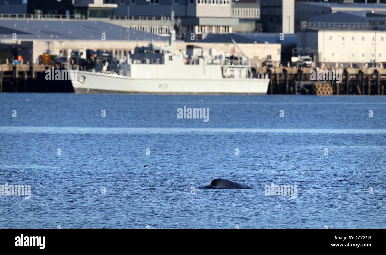 A northern bottlenose whale near HMNB Clyde at Faslane in the Gare Loch. Rescuers from British Divers Marine Life Rescue Medics (BDMLR) are using boats in an attempt to herd a pod of northern bottlenose whales out of Loch Long amid concern over the potential impact from Exercise Joint Warrior, a major international military exercise planned for the area, as whales are particularly sensitive to underwater sounds. Stock Photo