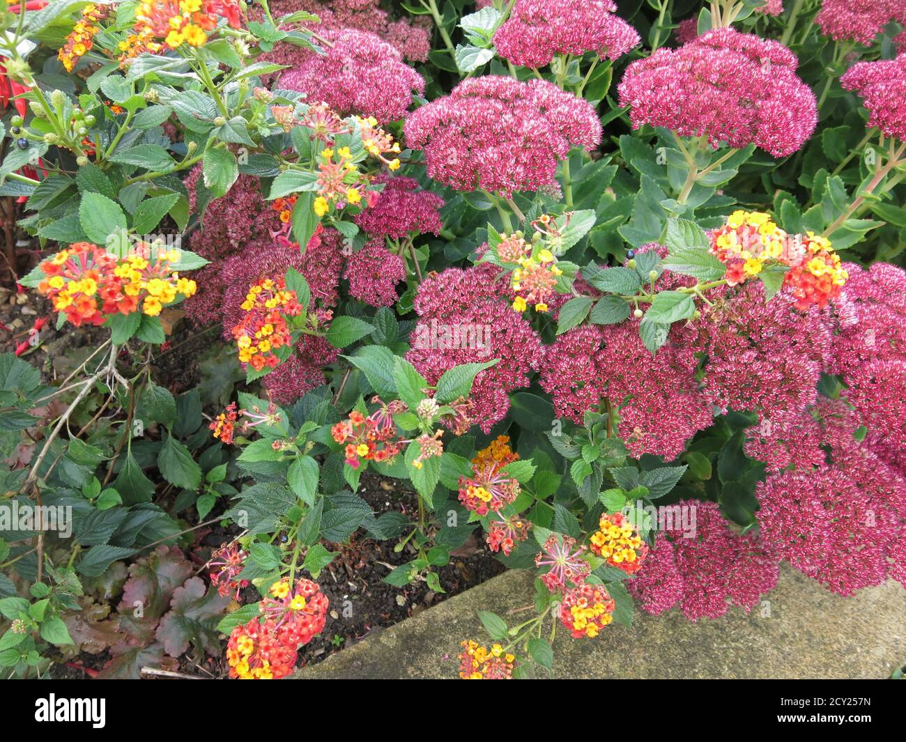 A Colourful Plant Combination Of Sedums And Lantana To Brighten Up The Autumn Borders In An English Garden Bourton House Cotswolds September Stock Photo Alamy A Colourful Plant Combination Of Sedums And Lantana To Brighten Up The Autumn Borders In An English Garden Bourton House Cotswolds September Stock Photo Alamy