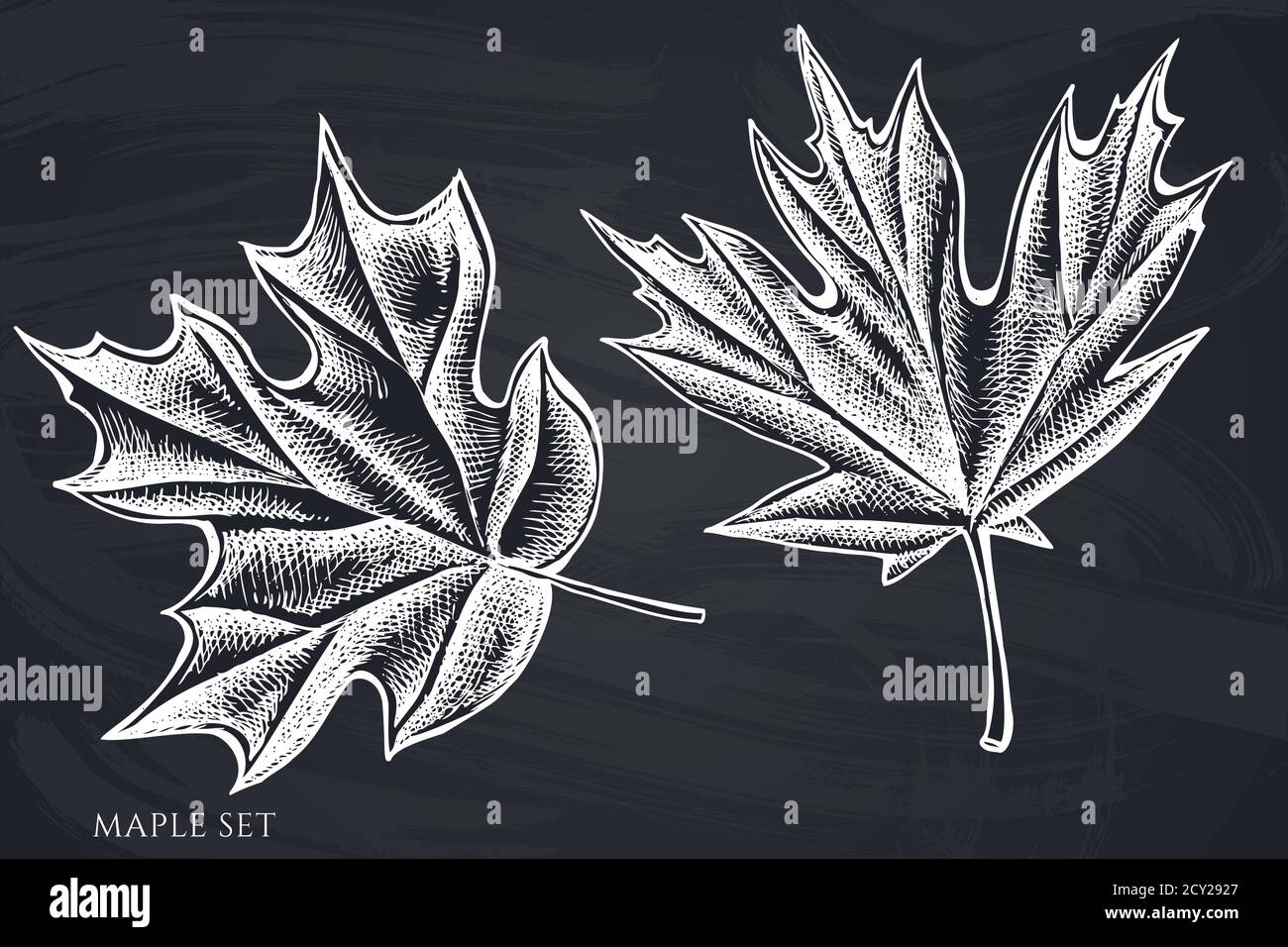 Vector set of hand drawn chalk maple Stock Vector Image & Art - Alamy