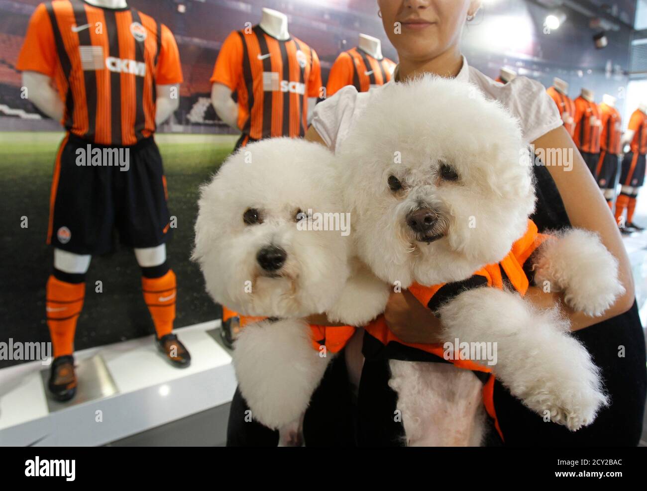A visitor with two Bichon Frise dogs, dressed in Ukraine's top division  soccer club's Shakhtar Donetsk t-shirts walks in the fan shop at their home  ground, Donbass Arena, in Donetsk, September 1,