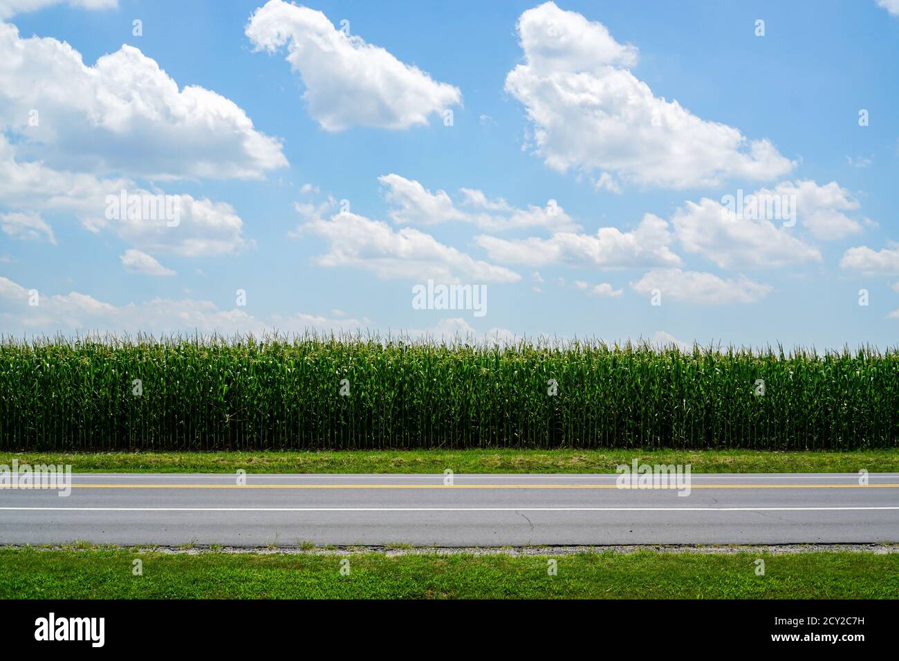 Road and corn field with clouds in a blue sky Stock Photo - Alamy