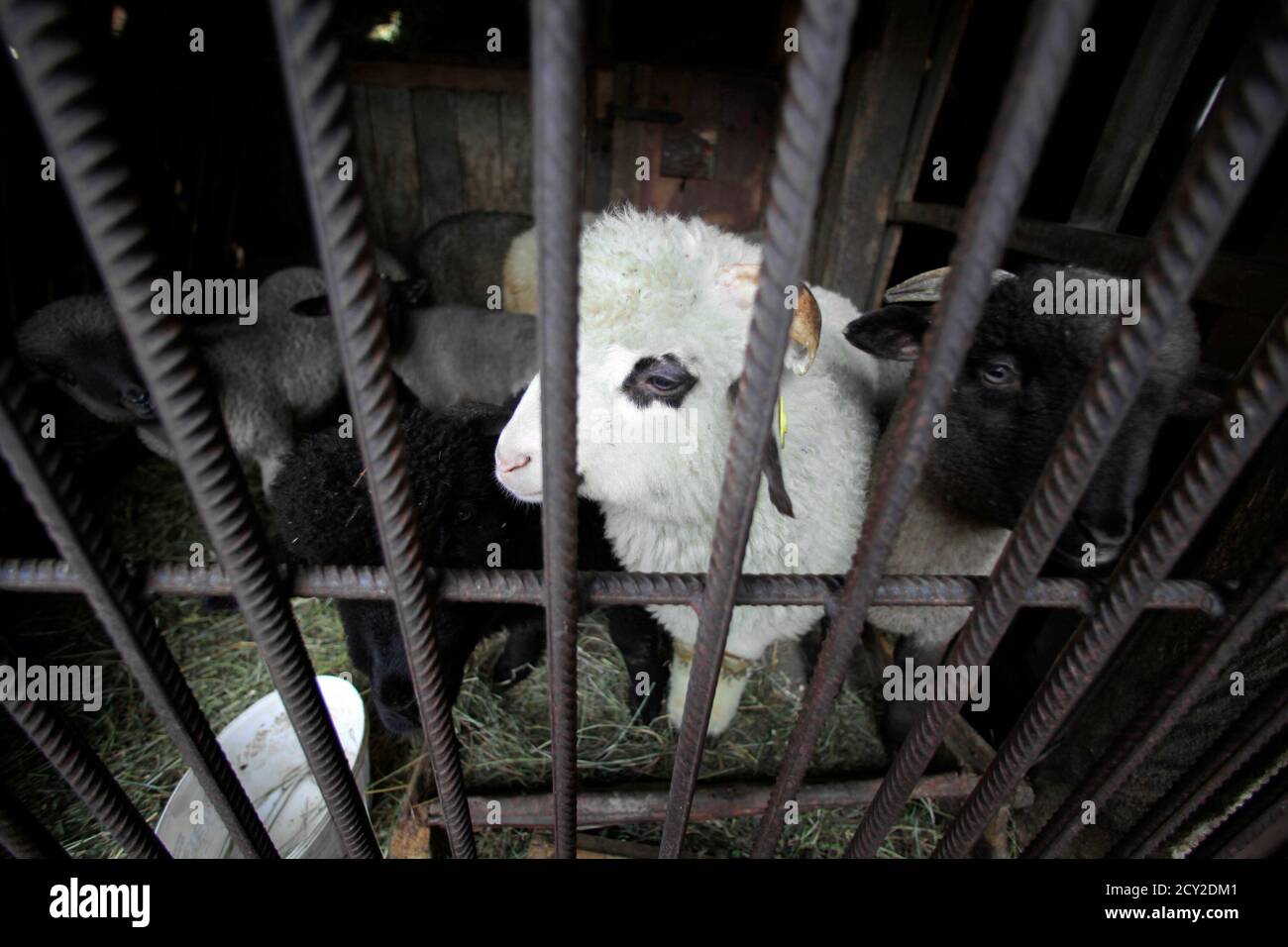 Lambs sit inside an enclosure before being slaughtered ahead of