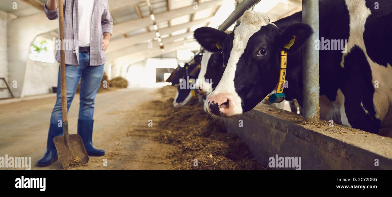 Man farmer with shovel standing near stall with colorful cows Stock ...