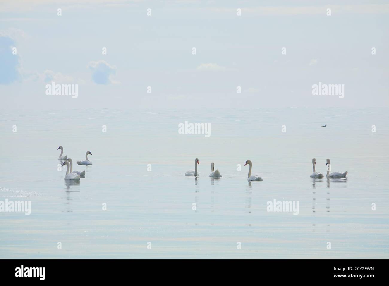 Lot ofWhite whooper swans (Cygnus cygnus) on the lake with blue background. beautiful elegant royal birds swimming on the lake on a cold water Stock Photo