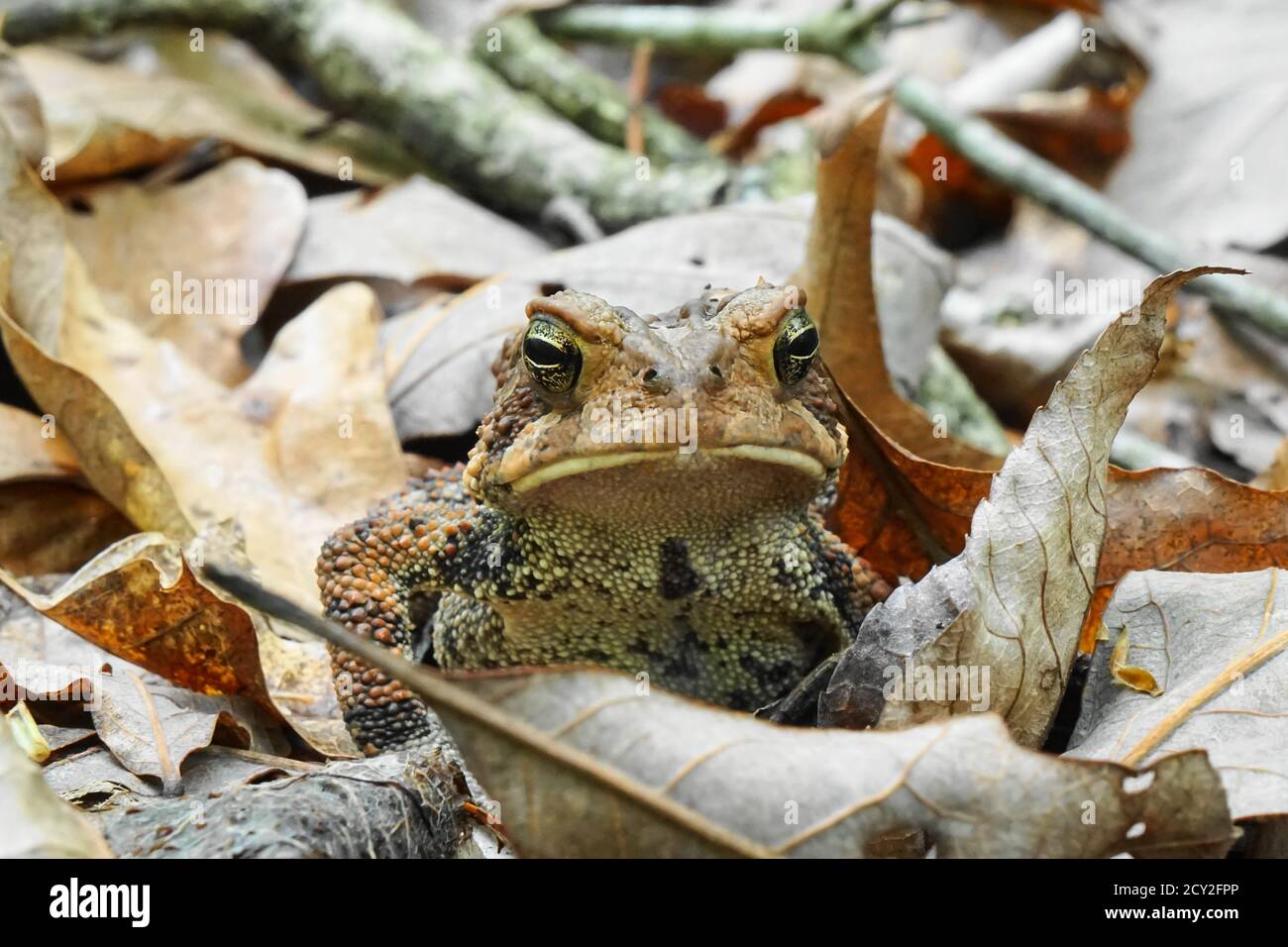 Tree Toad Stink Dry forest toad hi-res stock photography and images - Alamy