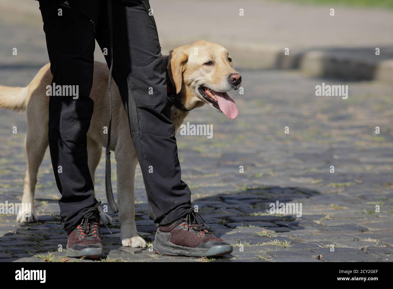Bucharest, Romania - September 14, 2020: Search and rescue dog with his owner. Stock Photo
