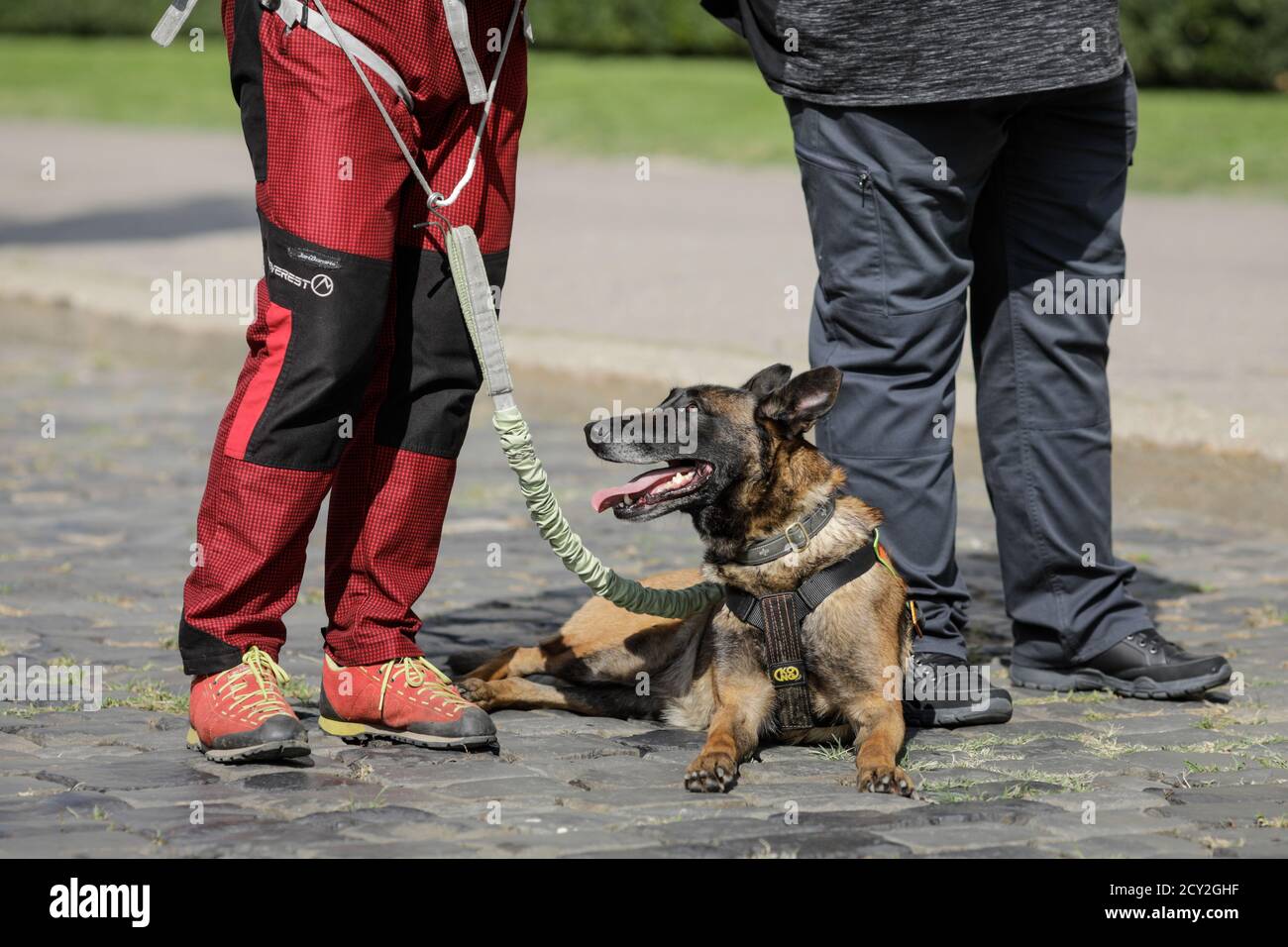 Bucharest, Romania - September 14, 2020: Search and rescue dog with his owner. Stock Photo