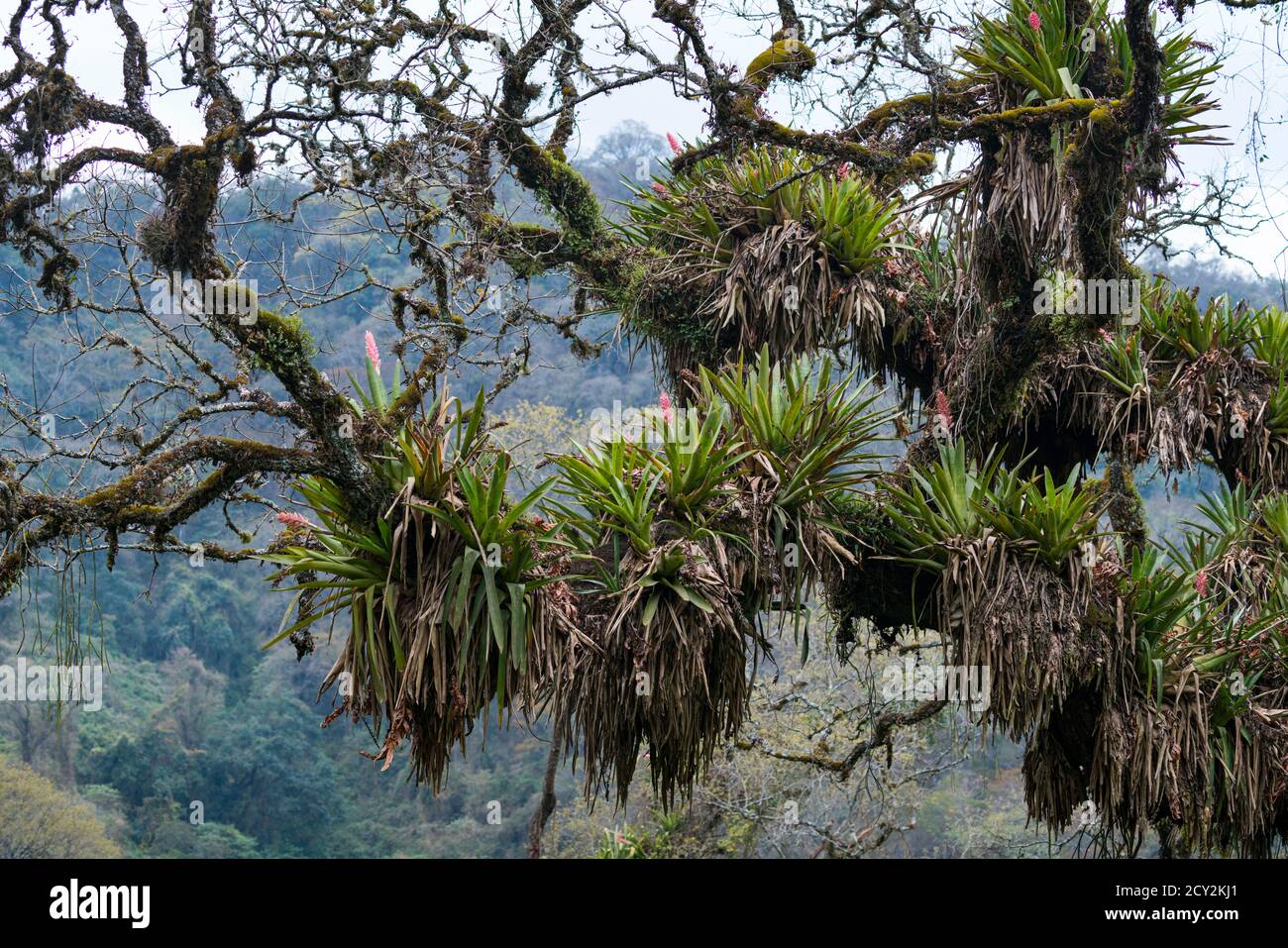 Las yungas hi-res stock photography and images - Alamy