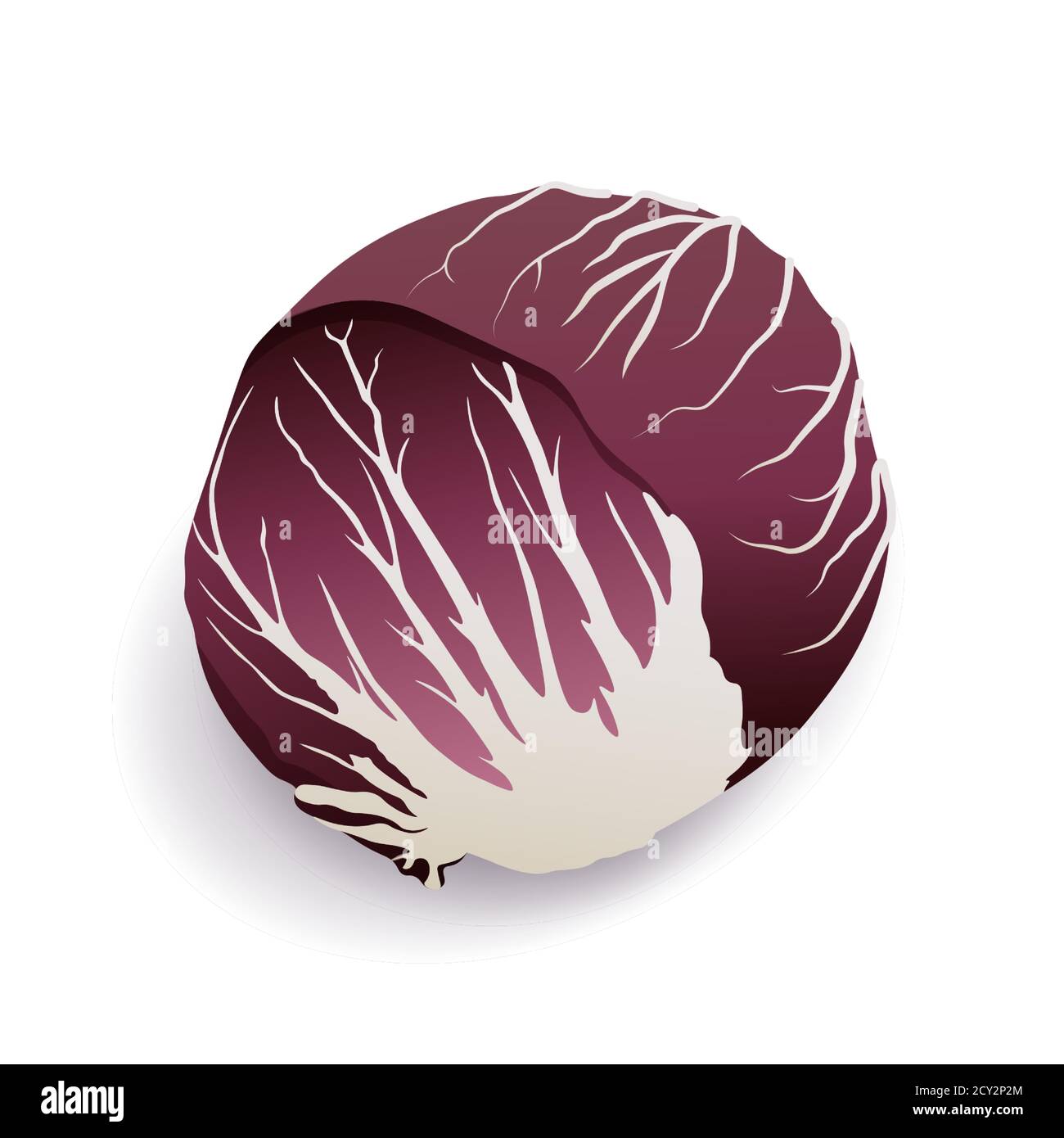 Red chicory or radicchio on white background, isolated. Fresh violet
