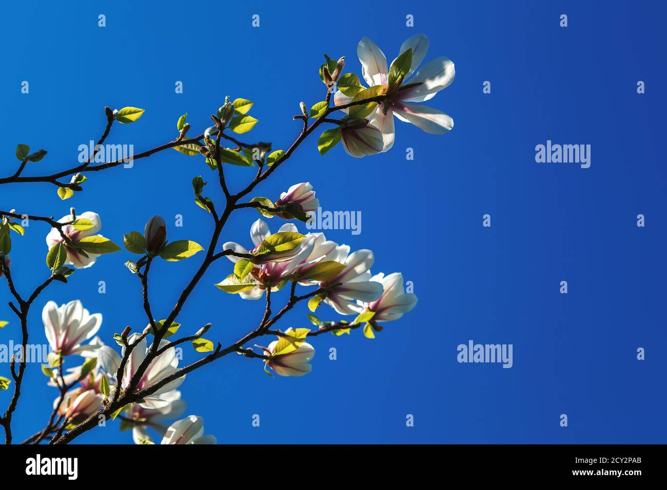 Flowering branch of a magnolia tree against a blue sky Stock Photo - Alamy