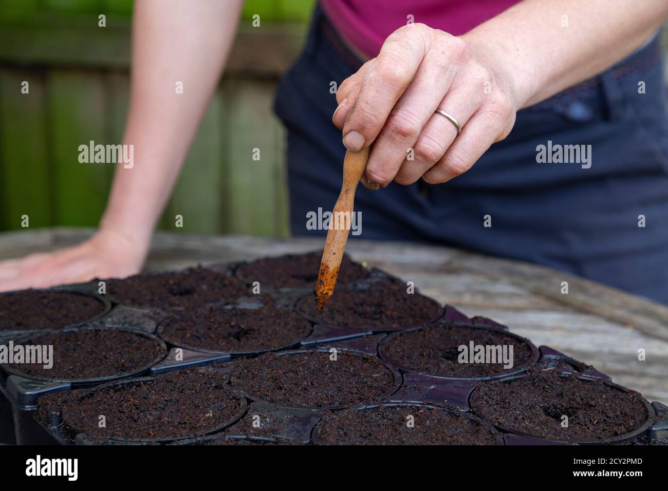 Using A Dibber Using a seed dibber to create holes for sowing seeds Stock Photo - Alamy