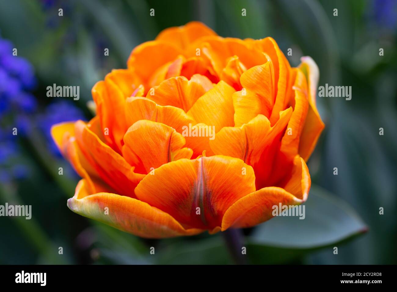Tulipa 'Orange Princess' Stock Photo