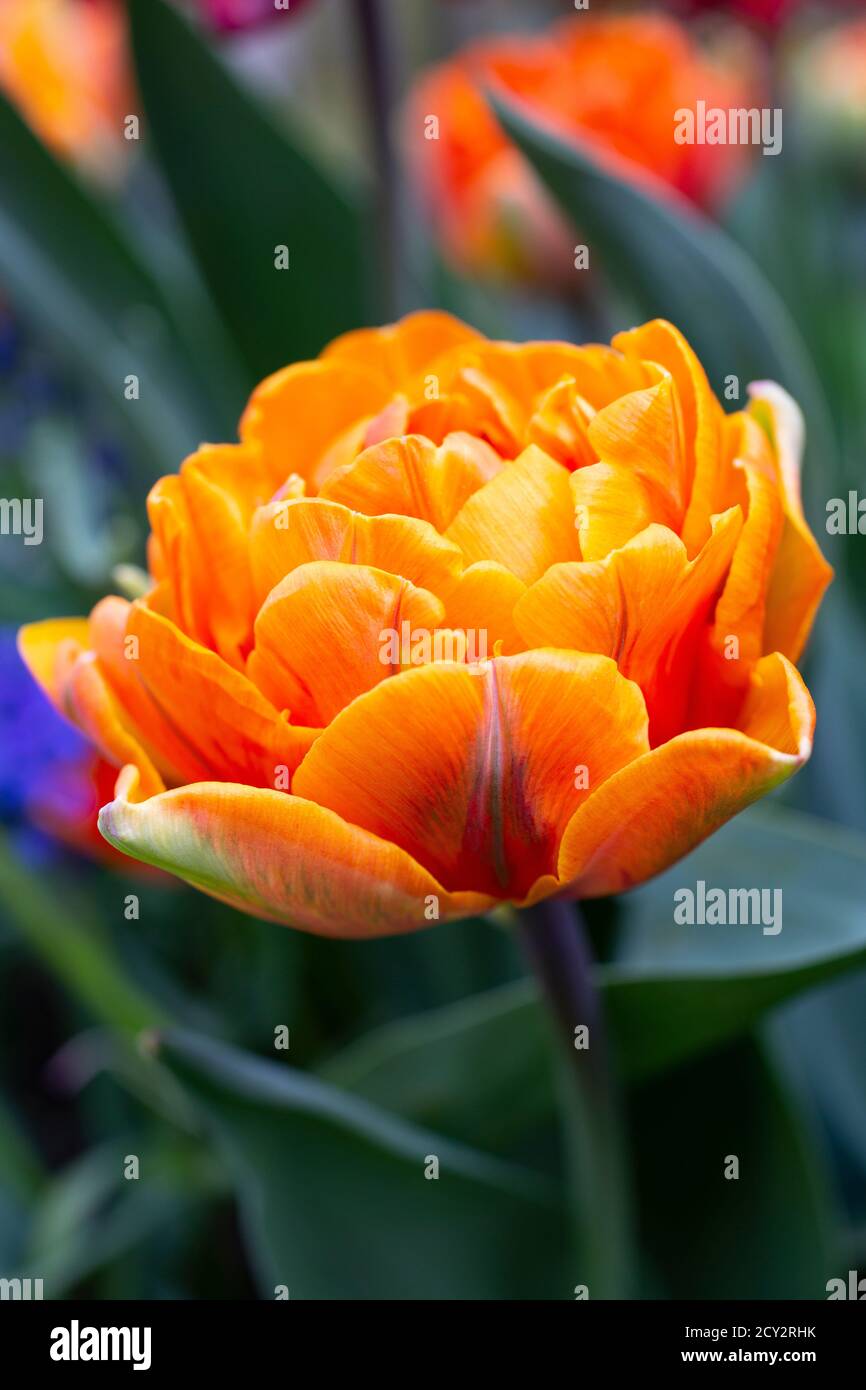 Tulipa 'Orange Princess' Stock Photo