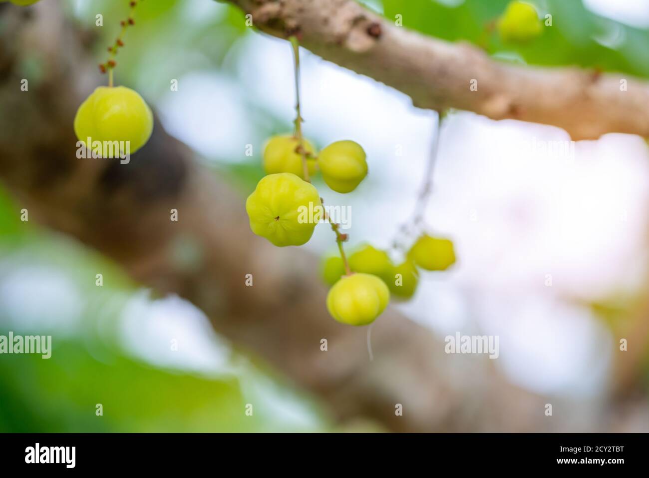 Star gooseberry, Phyllanthus (Phyllanthus acidus), on tree blurred bokeh background, Macro Stock Photo