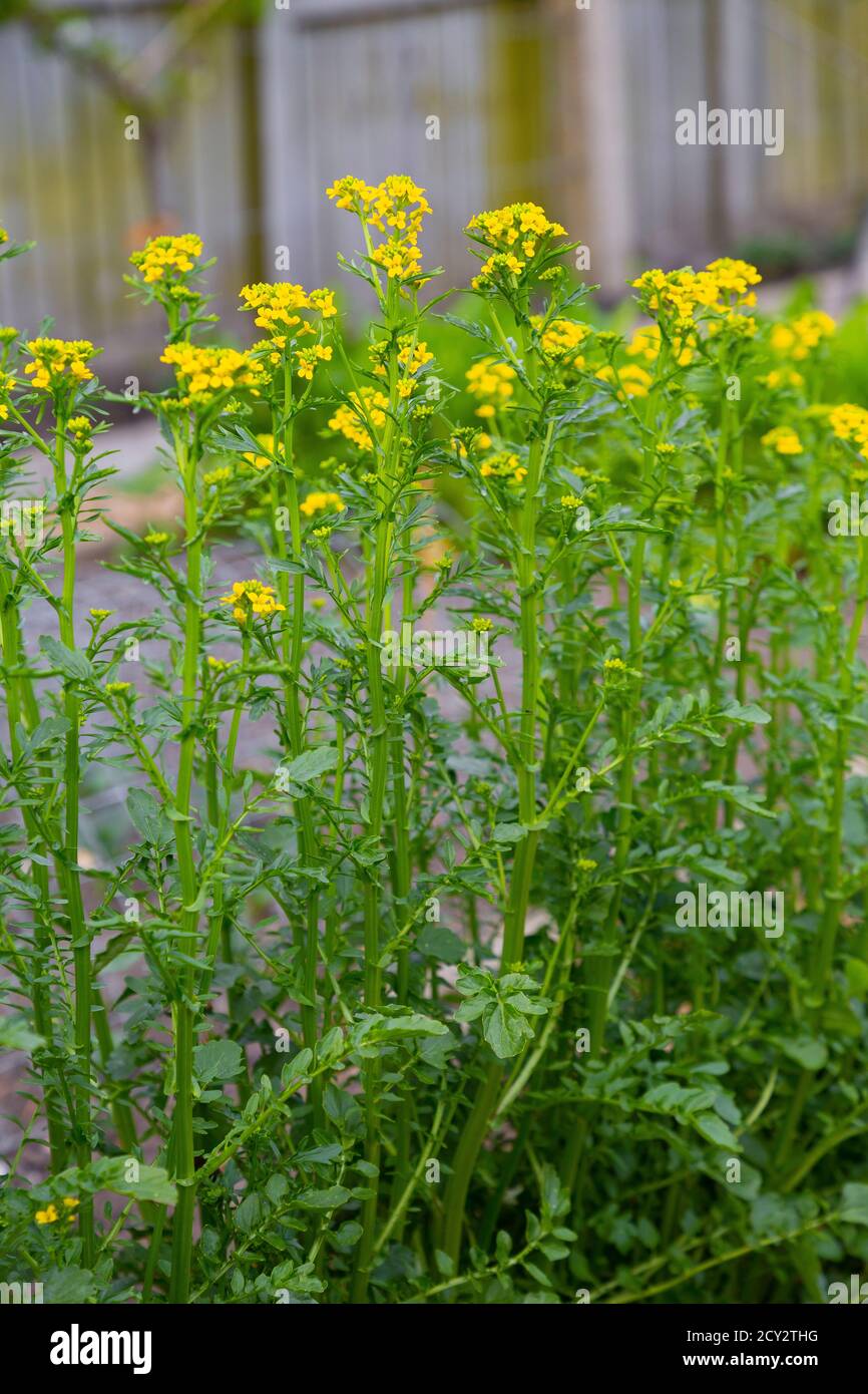 Land Cress in flower Stock Photo