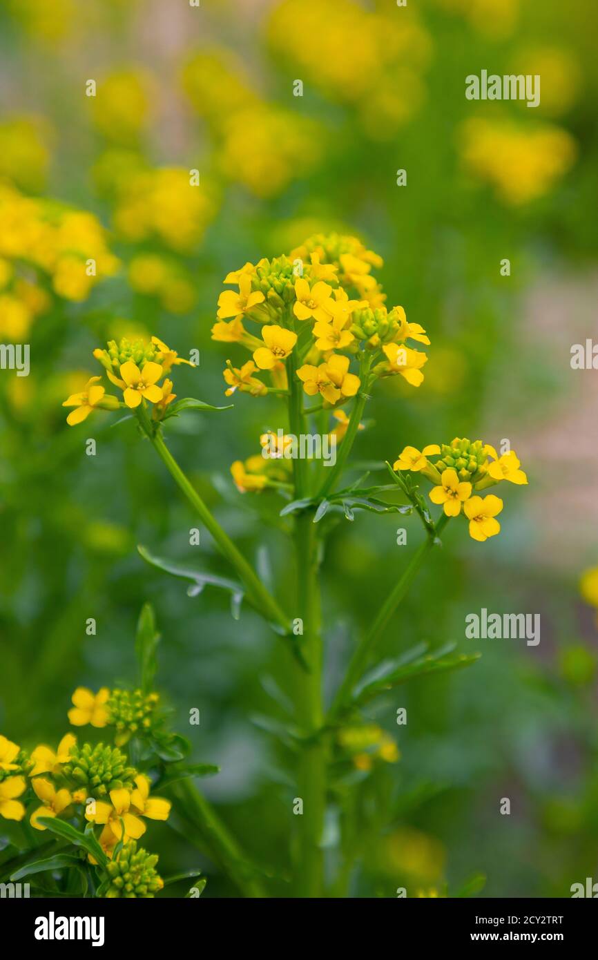 Land Cress in flower Stock Photo