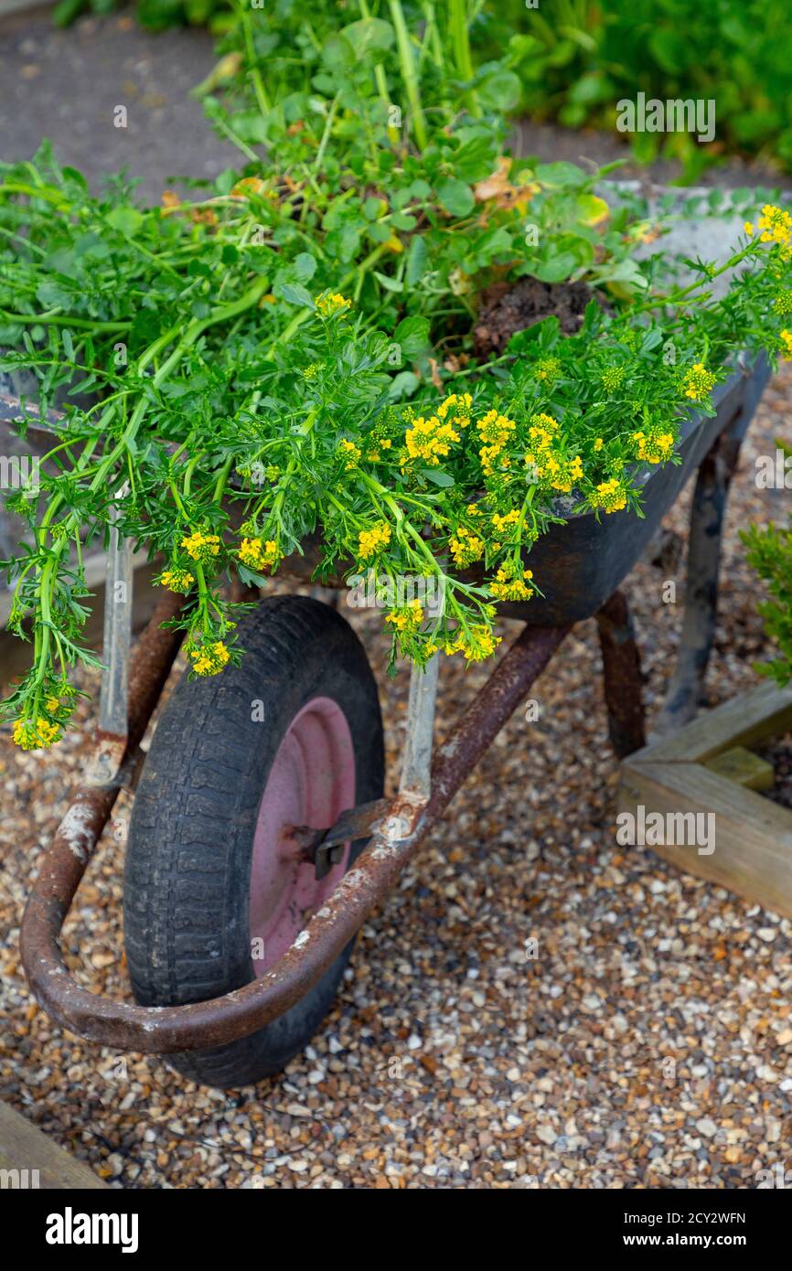 A harvest of Land Cress in a wheelbarrow Stock Photo