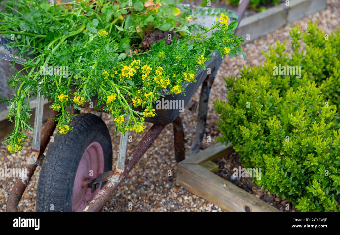 A harvest of Land Cress in a wheelbarrow Stock Photo