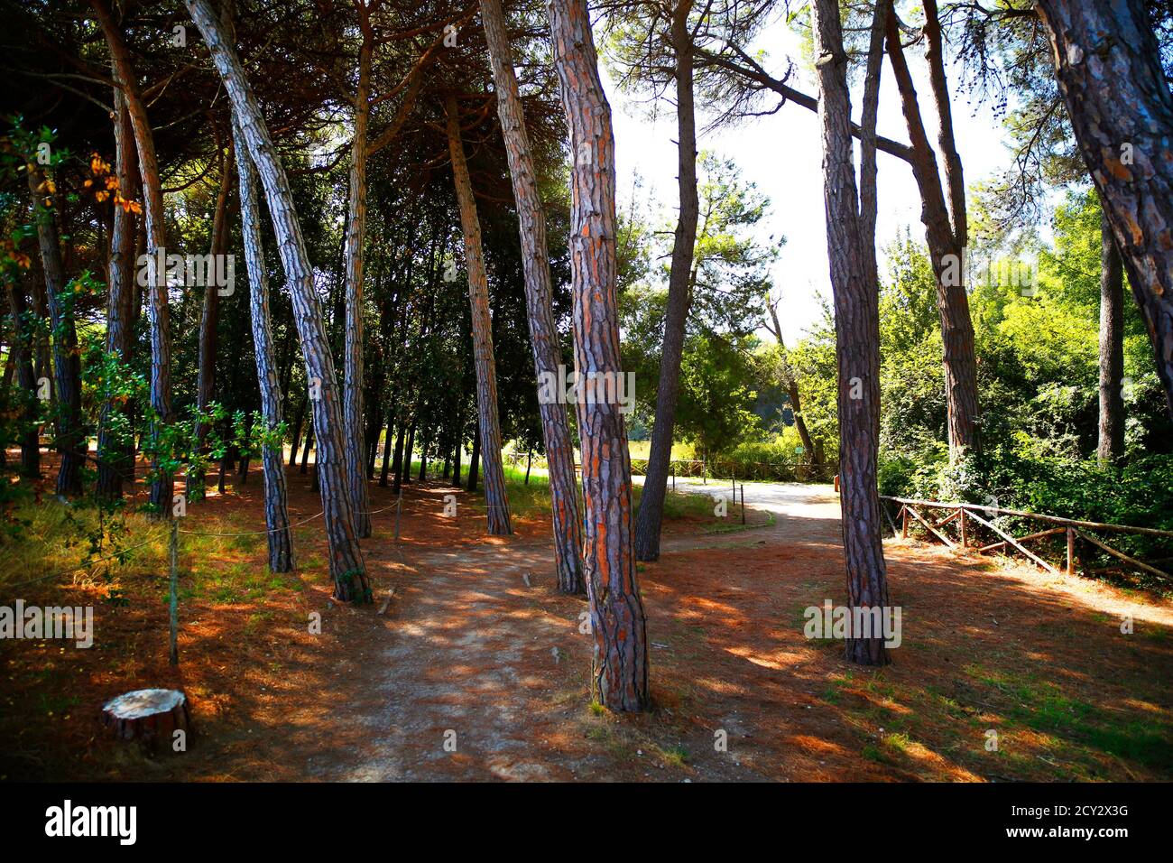 Nature Reserve Pineta Dannunziana or D'Avalos Park in Pescara, Italy. Stock Photo