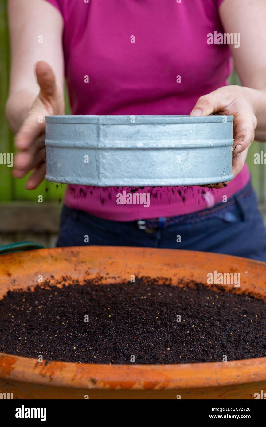Using a garden sieve to cover seeds with fine compost Stock Photo Alamy