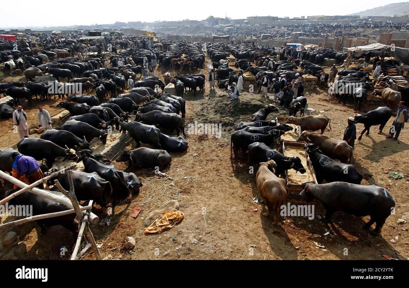 Afghans stand among buffaloes at a livestock bazaar ahead of Eid al-Adha in  Kabul November 3, 2011. Muslims across the world are preparing to celebrate  the annual festival of Eid al-Adha or