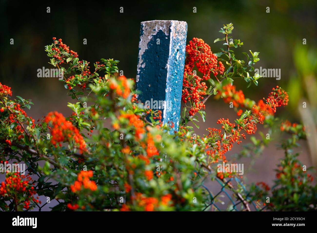 Pyracantha or firethorn growing in central Italy. Stock Photo