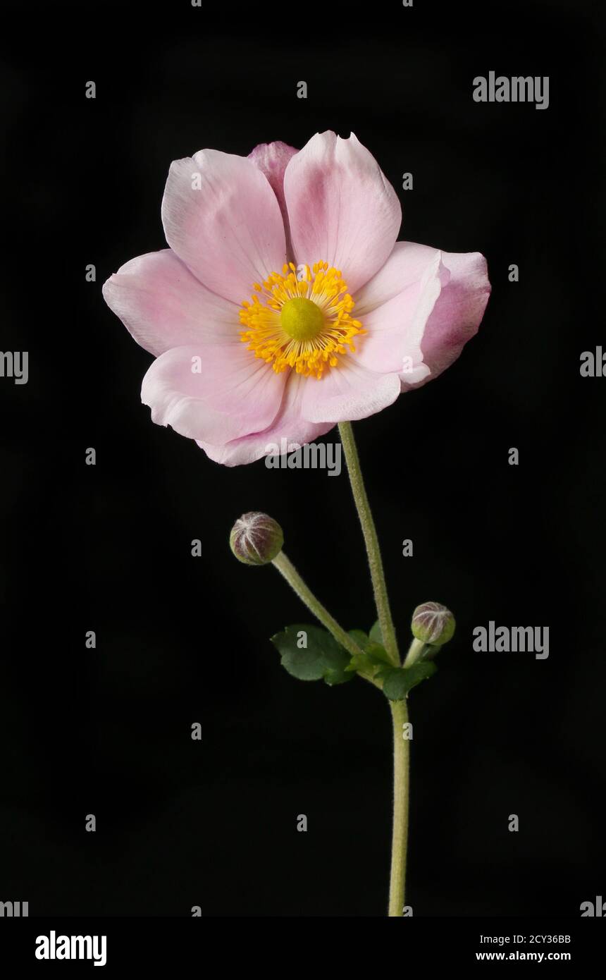 Pastel pink Japanese anemone flower, buds and foliage isolated against black Stock Photo