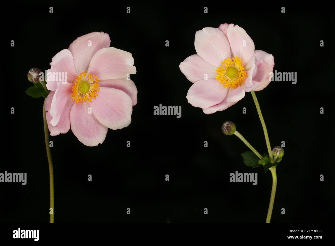 Two pastel pink Japanese anemone flower, buds and foliage isolated against black Stock Photo