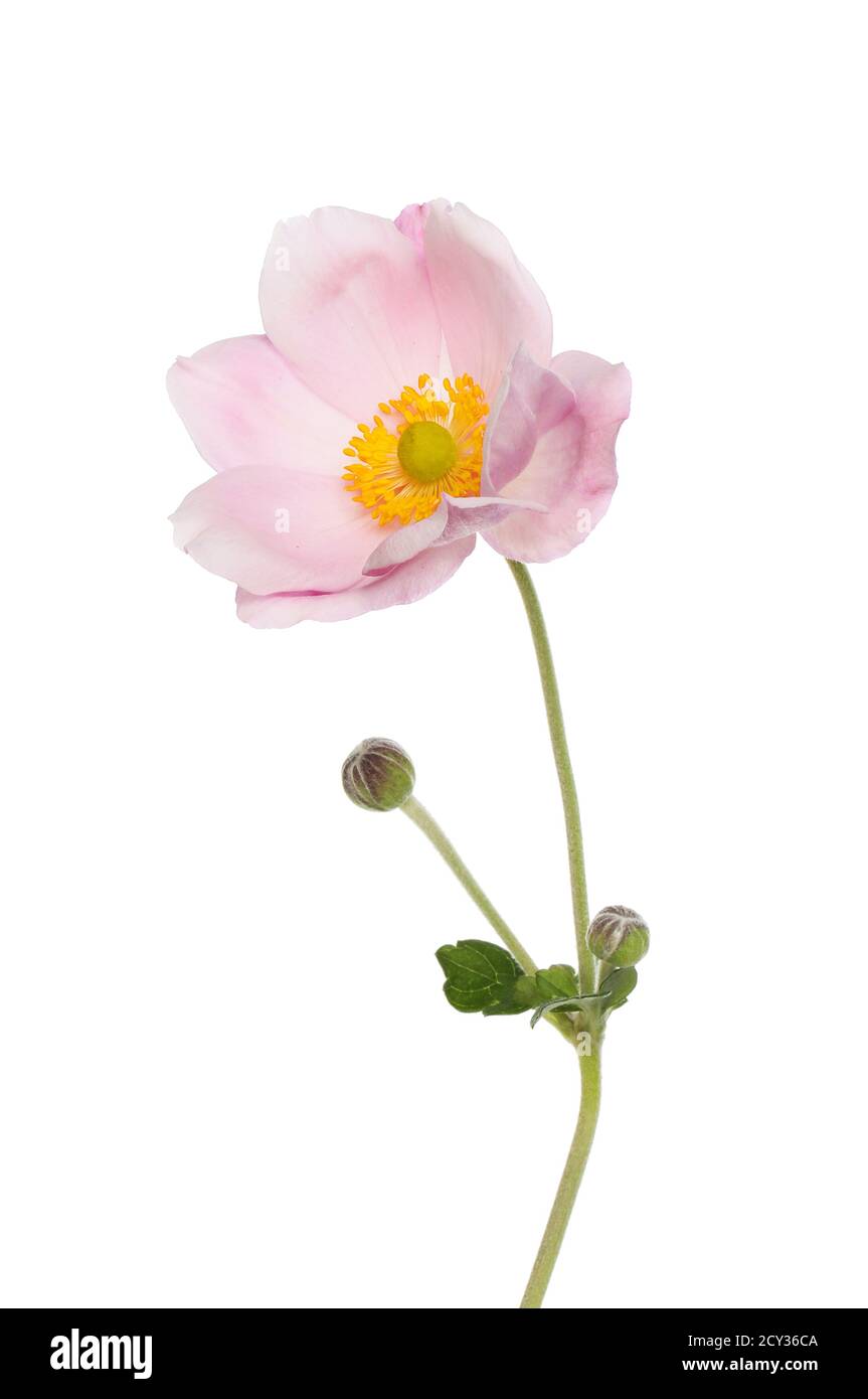 Japanese anemone flower, buds and foliage isolated against white Stock Photo