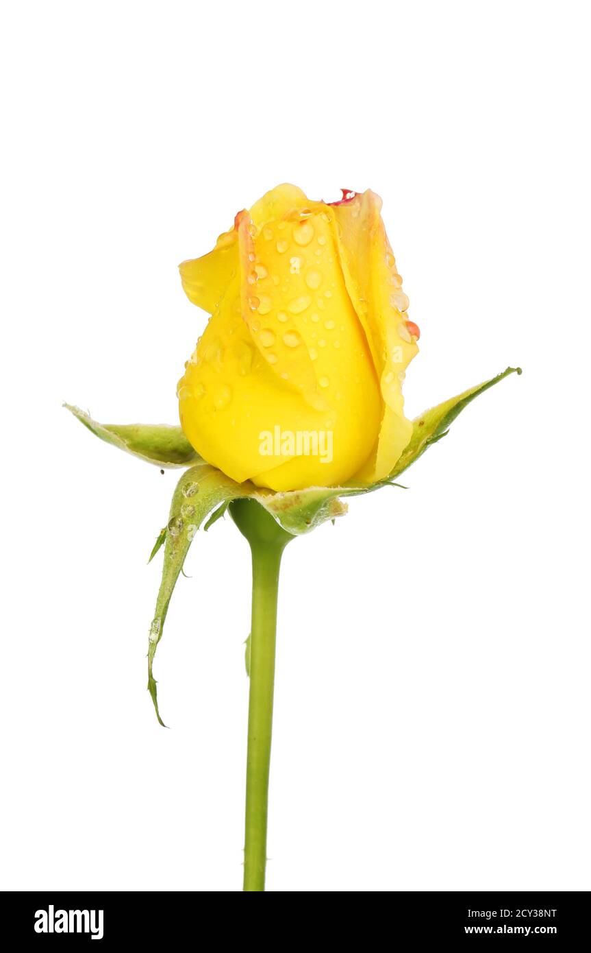 White rose with raindrops hi-res stock photography and images - Alamy