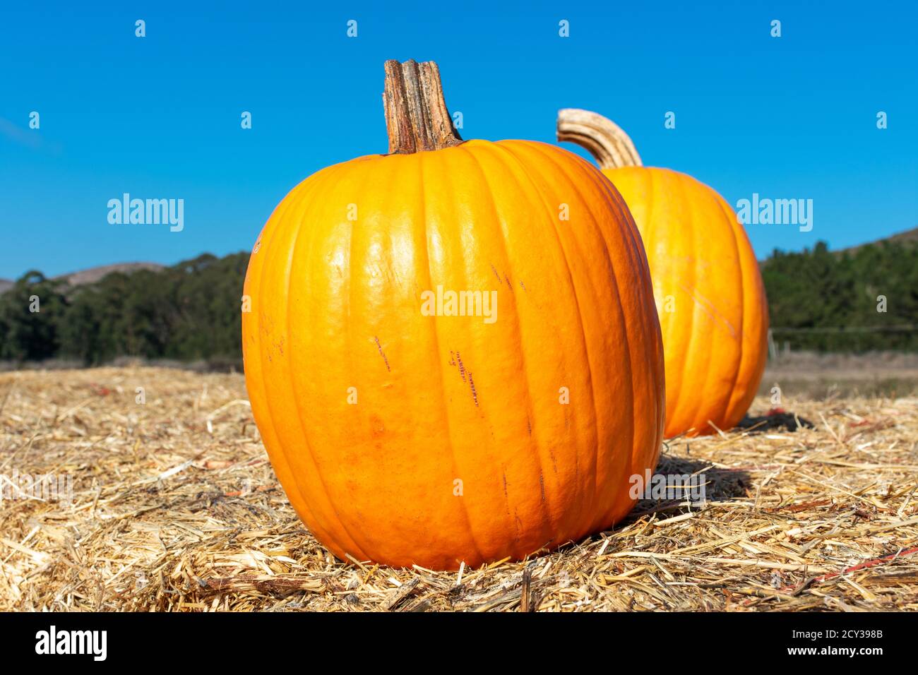 Two pumpkins at the pumpkin patch field. Blue sky background. Stock Photo