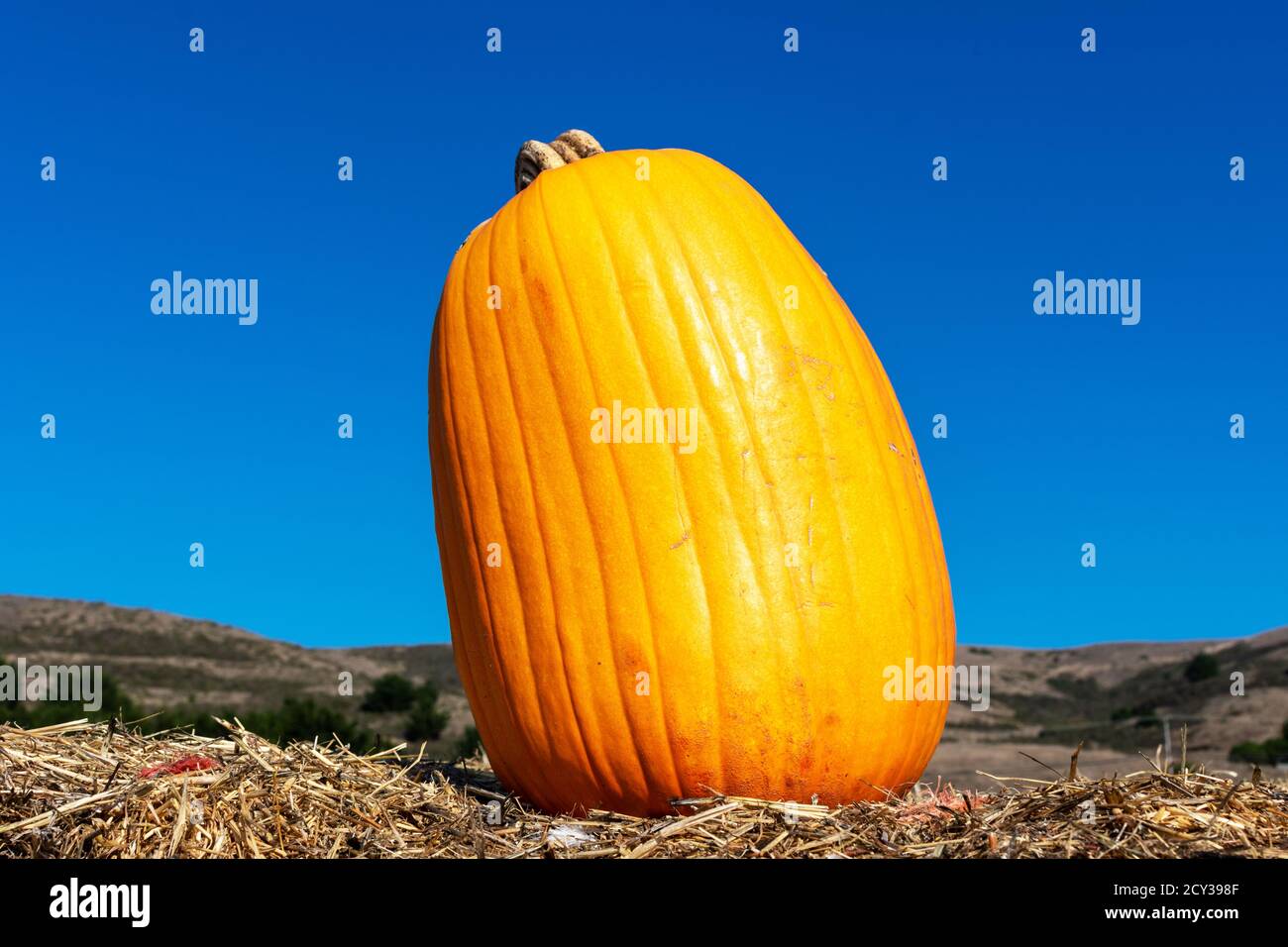 One pumpkin at the pumpkin patch field. Blue sky background. Stock Photo