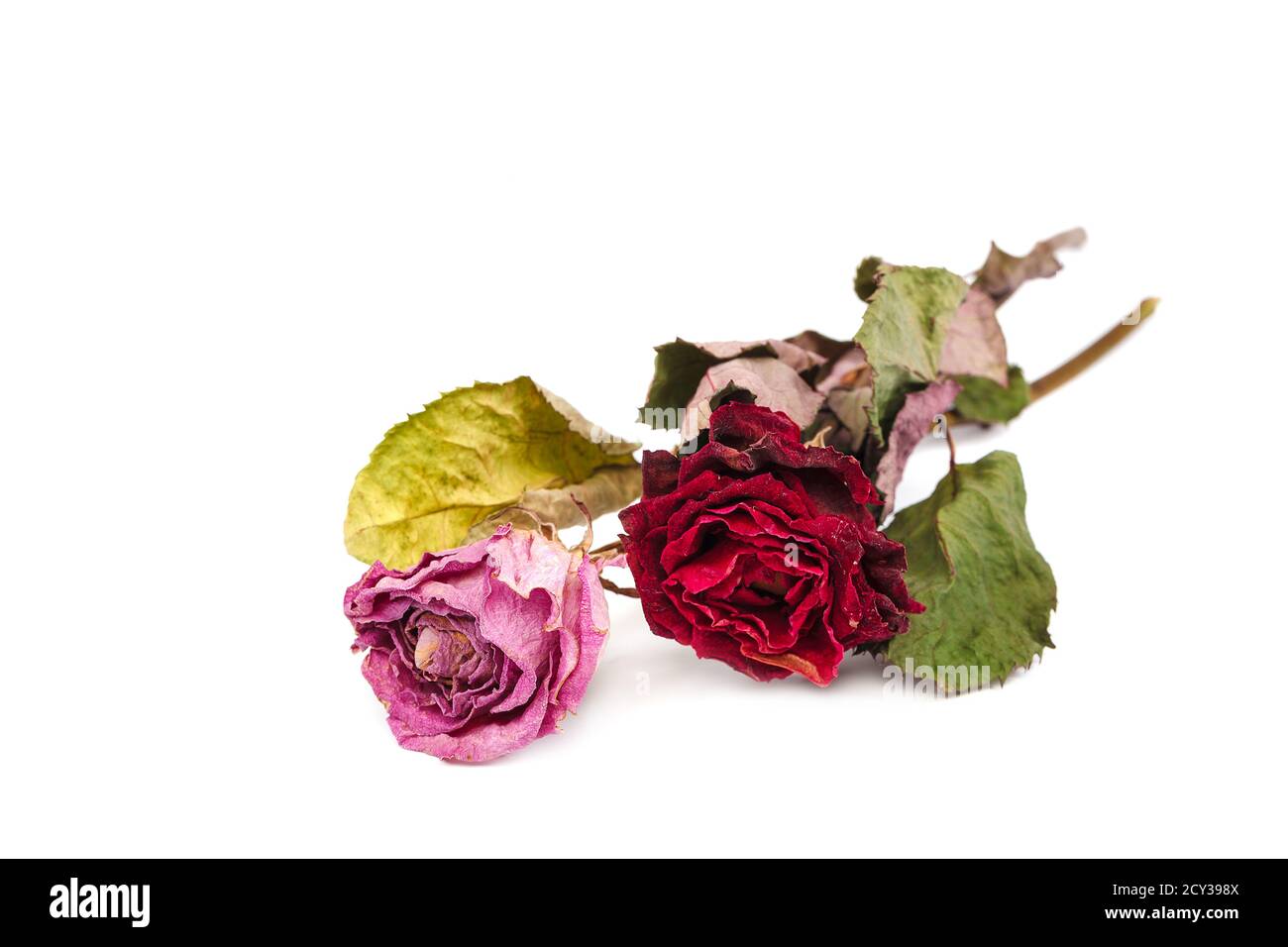 Dried rose flowers isolated on white background Stock Photo - Alamy