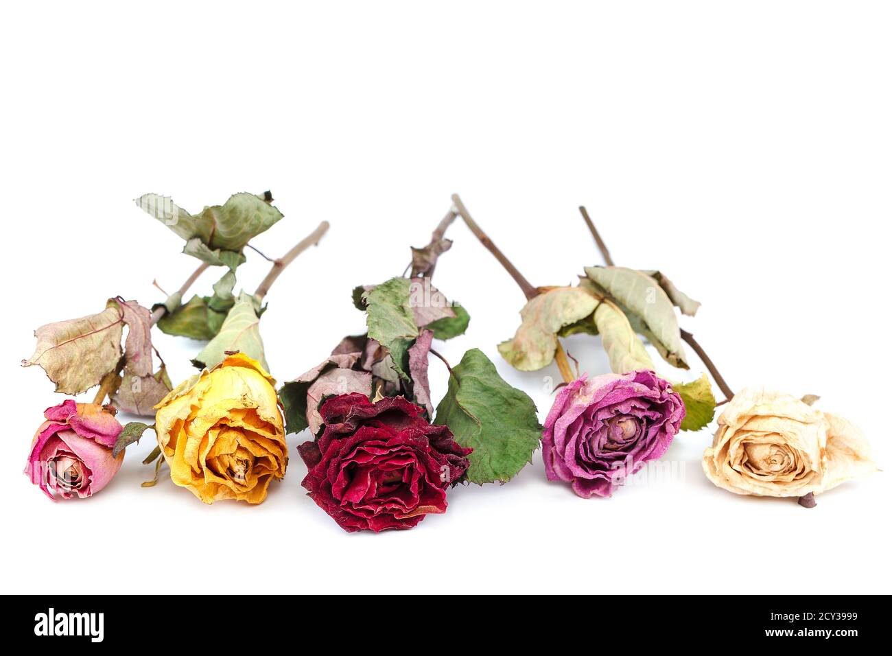Dried rose flowers isolated on white background Stock Photo - Alamy