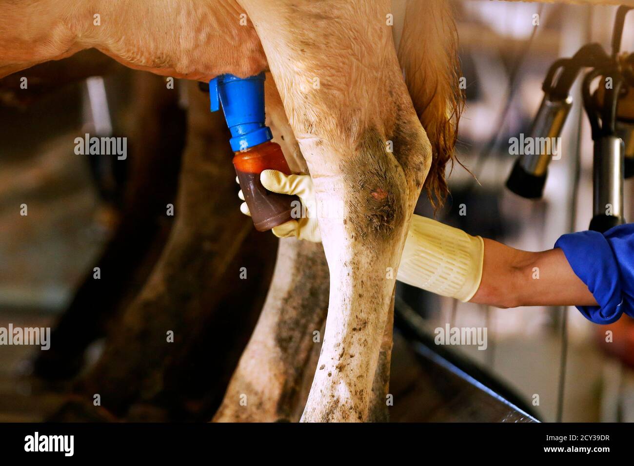 A Worker Test The Milk Before Milking A Cow At A Farm In Moc Chau Town 200km Northwest Of Hanoi October 14 2014 The First Breeding Cow Farm Was Established In Moc