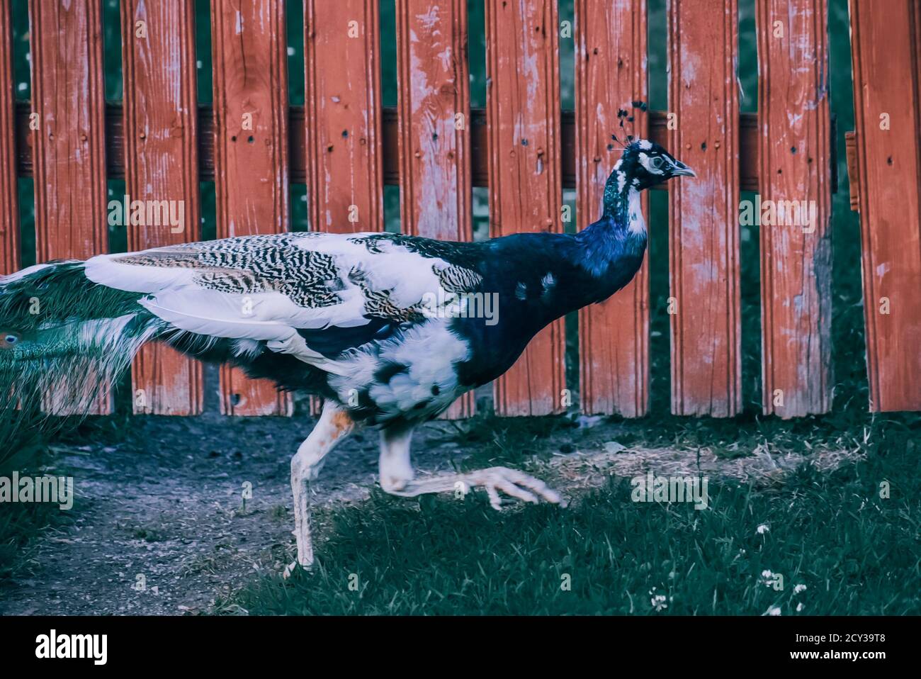 Closeup shot of a peacock walking on the green grass Stock Photo - Alamy