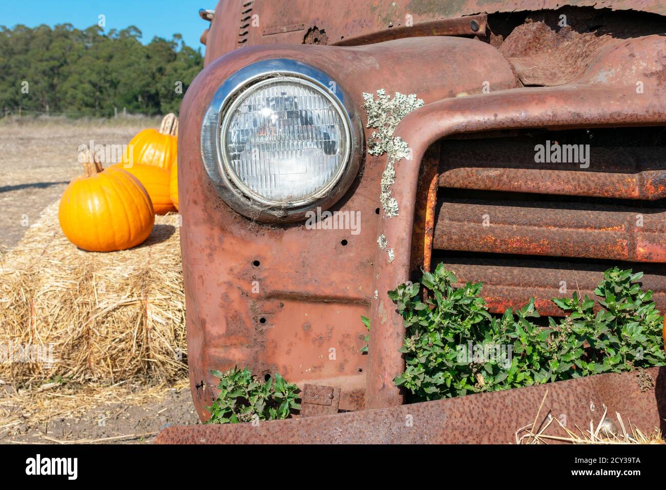 Headlight of abandoned and rusty car with several pumpkin laying on hay bale. Stock Photo