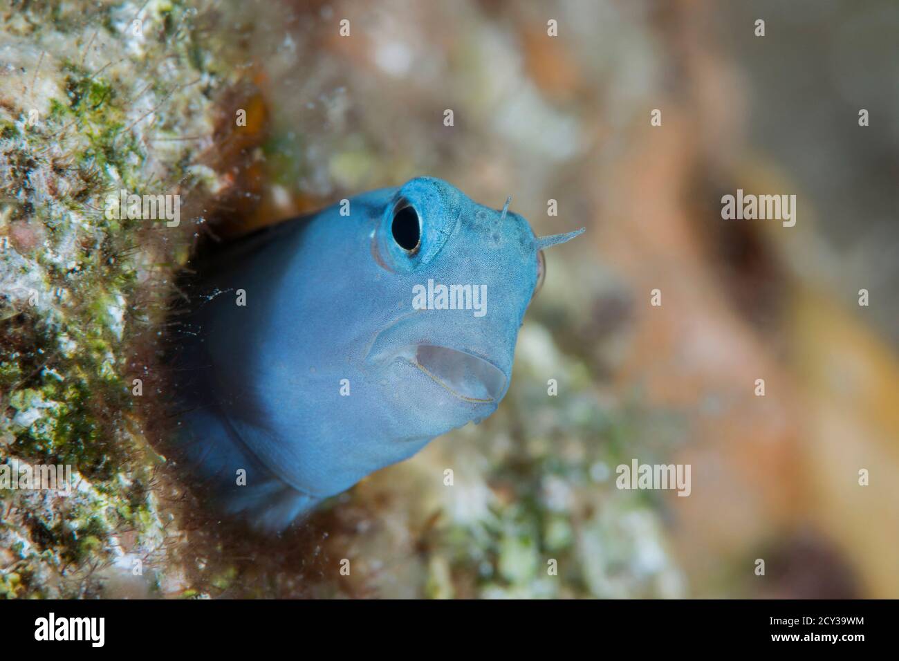 mimic blenny from the red sea Stock Photo - Alamy