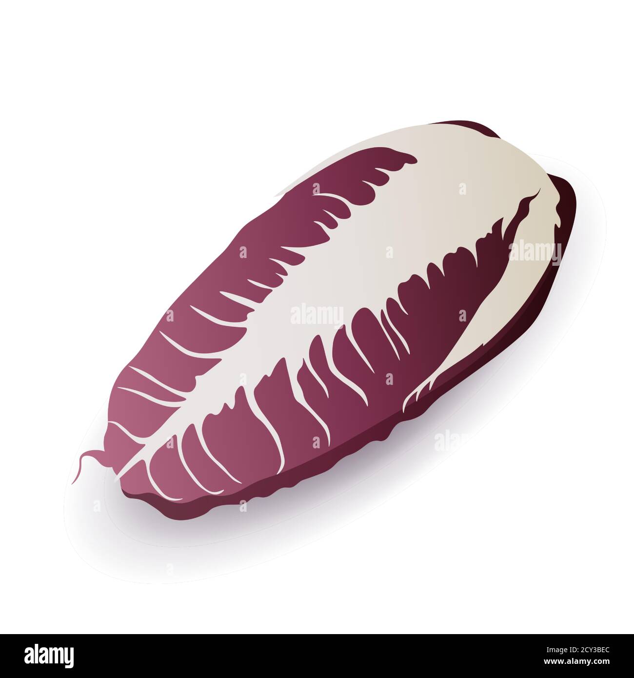 Red long chicory or radicchio on white background, isolated. Fresh