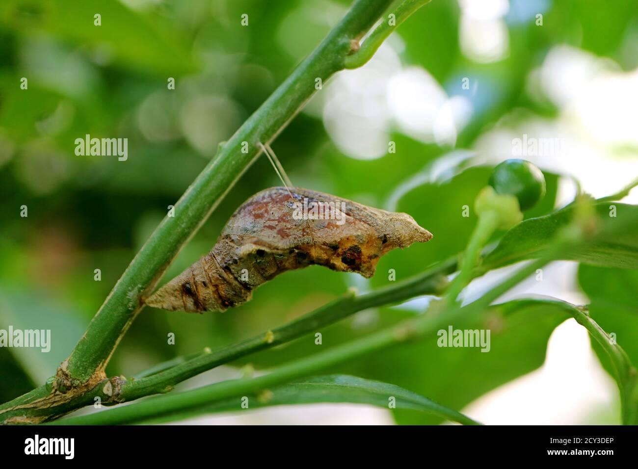 Lime Butterfly Pupa Suspended under a Branch of the Lime Tree Stock Photo