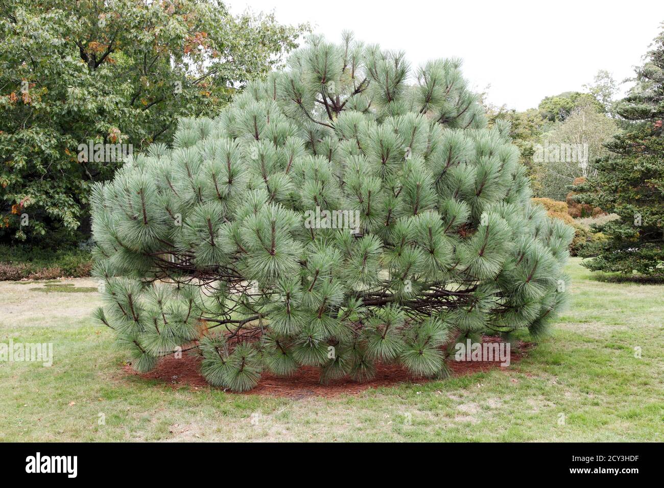 Pinus Montezumae or Montezuma Pine is a Mexican Blue Pine tree and type of conifer. Stock Photo