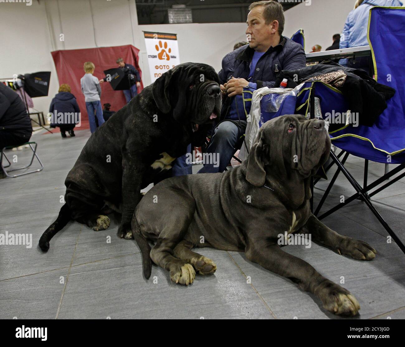 Are Mastiffs Outside Dogs