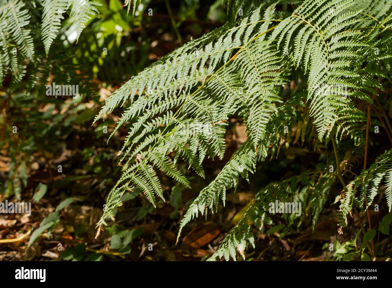 Closeup leaves fern plant hi-res stock photography and images - Alamy