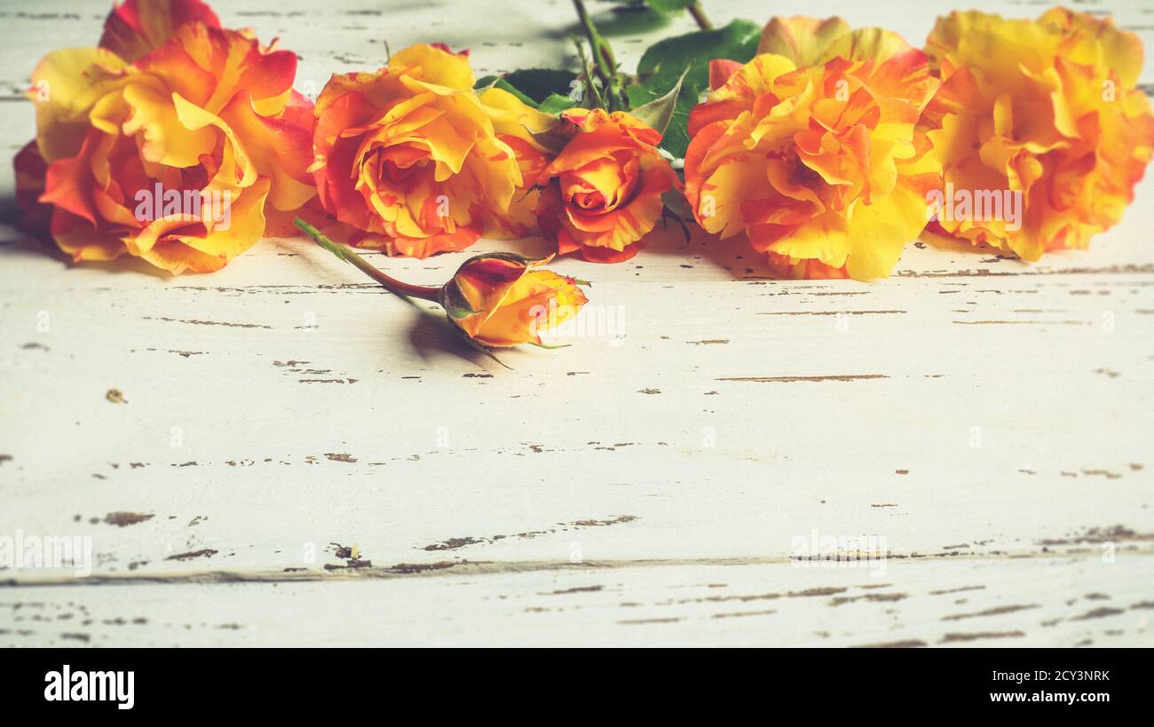 Orange and yellow roses lying on a white wooden vintage table, copy space Stock Photo