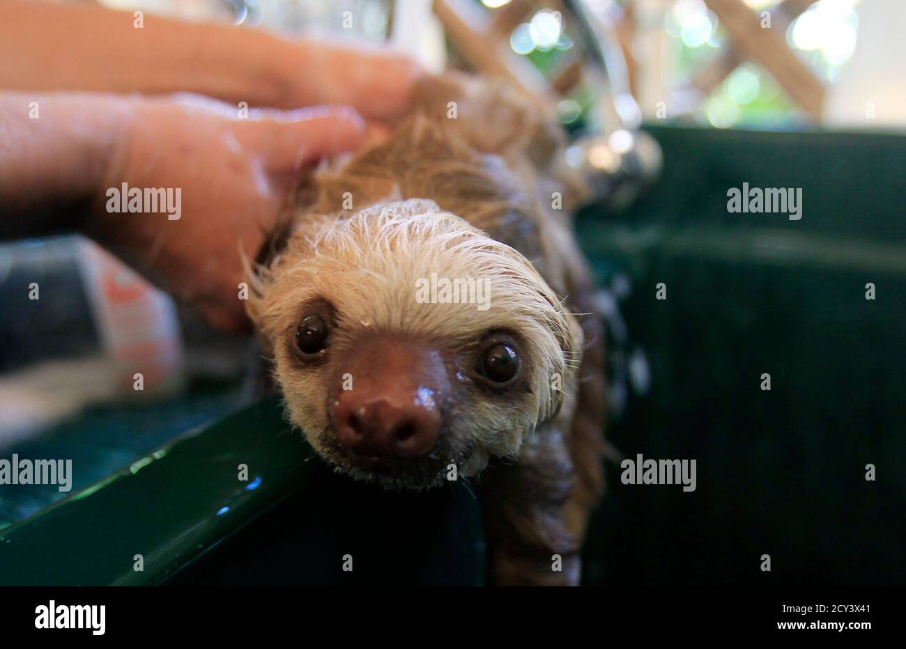 A Rescued Baby Sloth Receives A Bath By Teresa Gonzales At The Sloth Sanctuary In Cahuita De Limon August 25 2010 The Center Shelters Over 100 Orphaned And Injured Sloths The Sloths