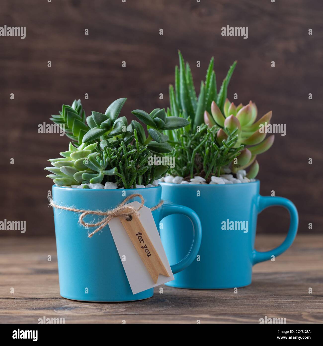 Handmade home decoration with succulents in blue tea mug, coffee cup,  present concept with a copyspace Stock Photo - Alamy