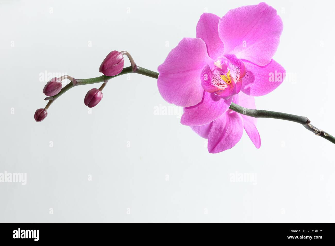 Pink orchid branch close up isolated on the white background Stock ...