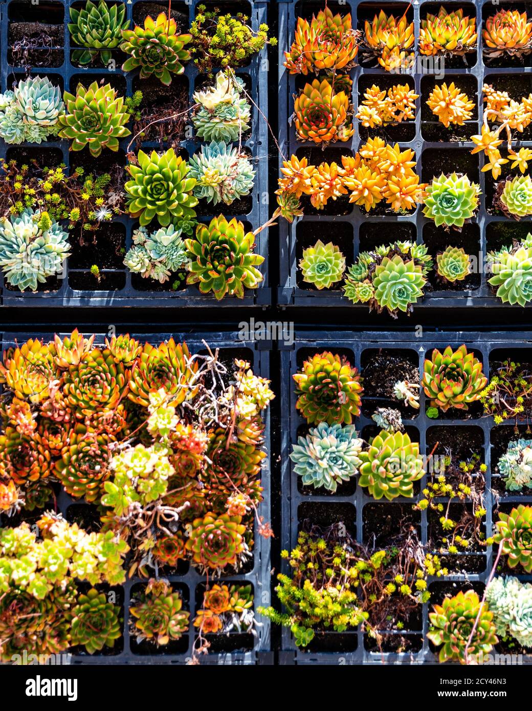 Group of succulents hi-res stock photography and images - Alamy