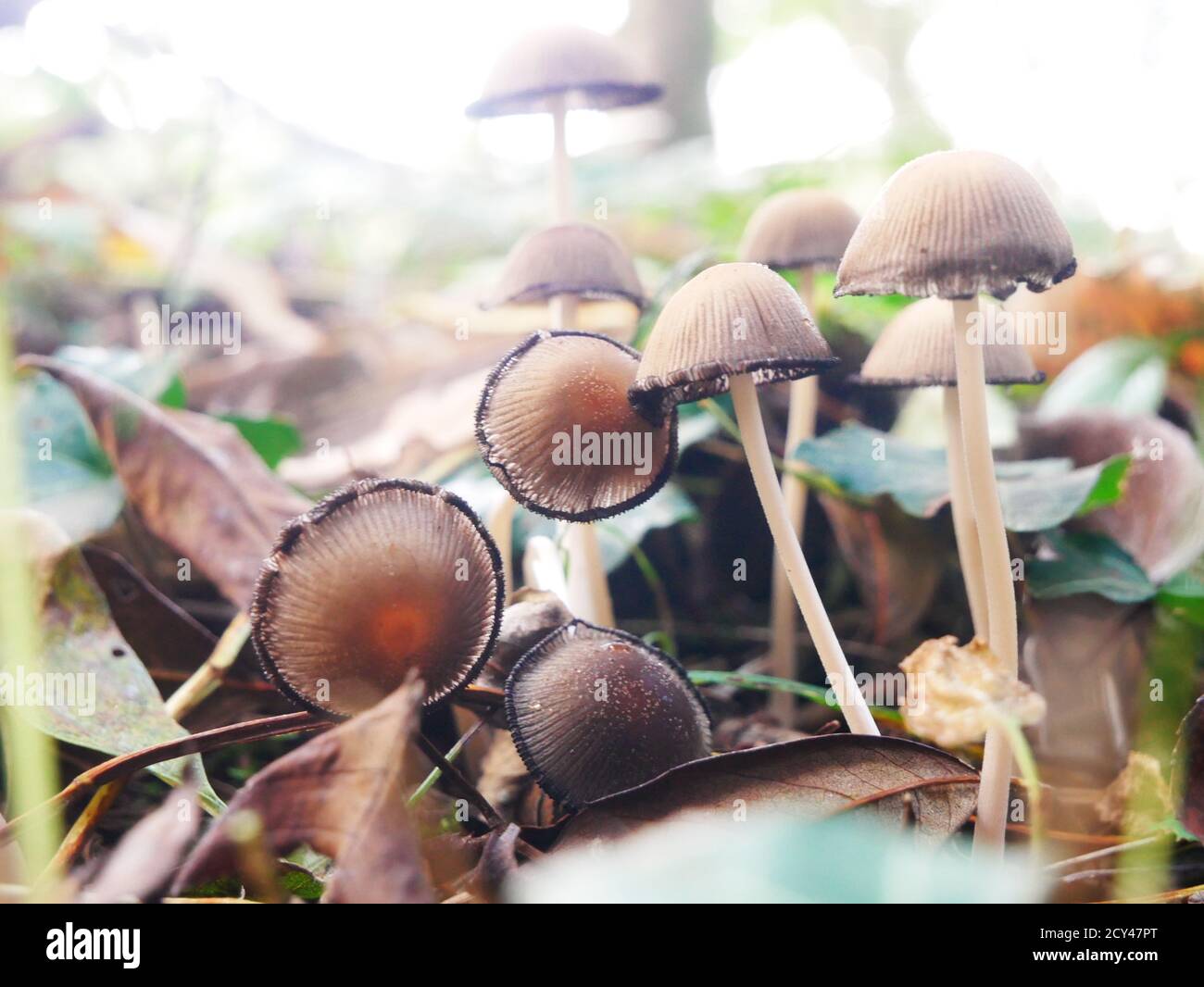 Close-up on mushrooms called Conical brittlestem Stock Photo