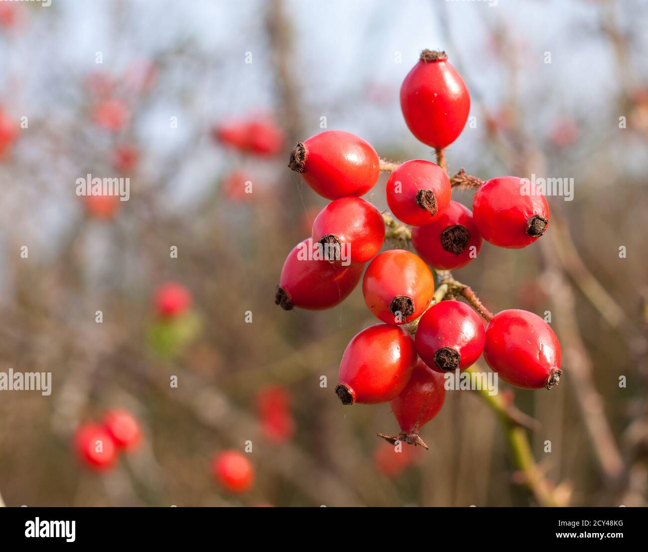 Rose hips bunch hi-res stock photography and images - Alamy